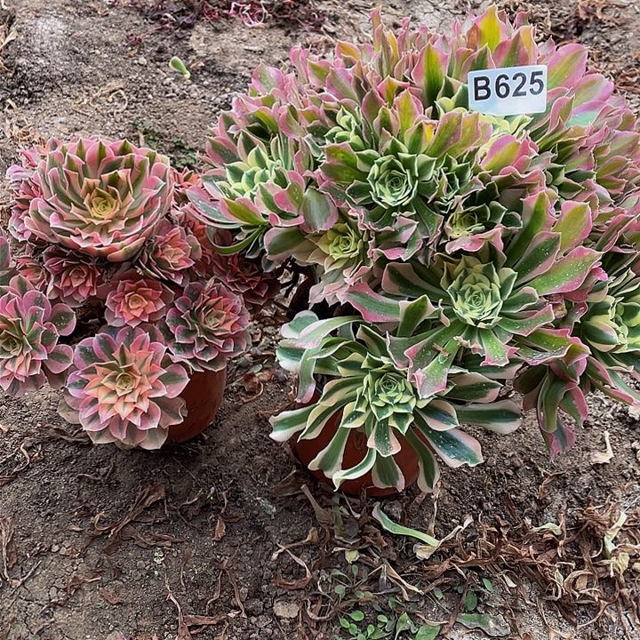 多肉法师625号白凤送粉女巫