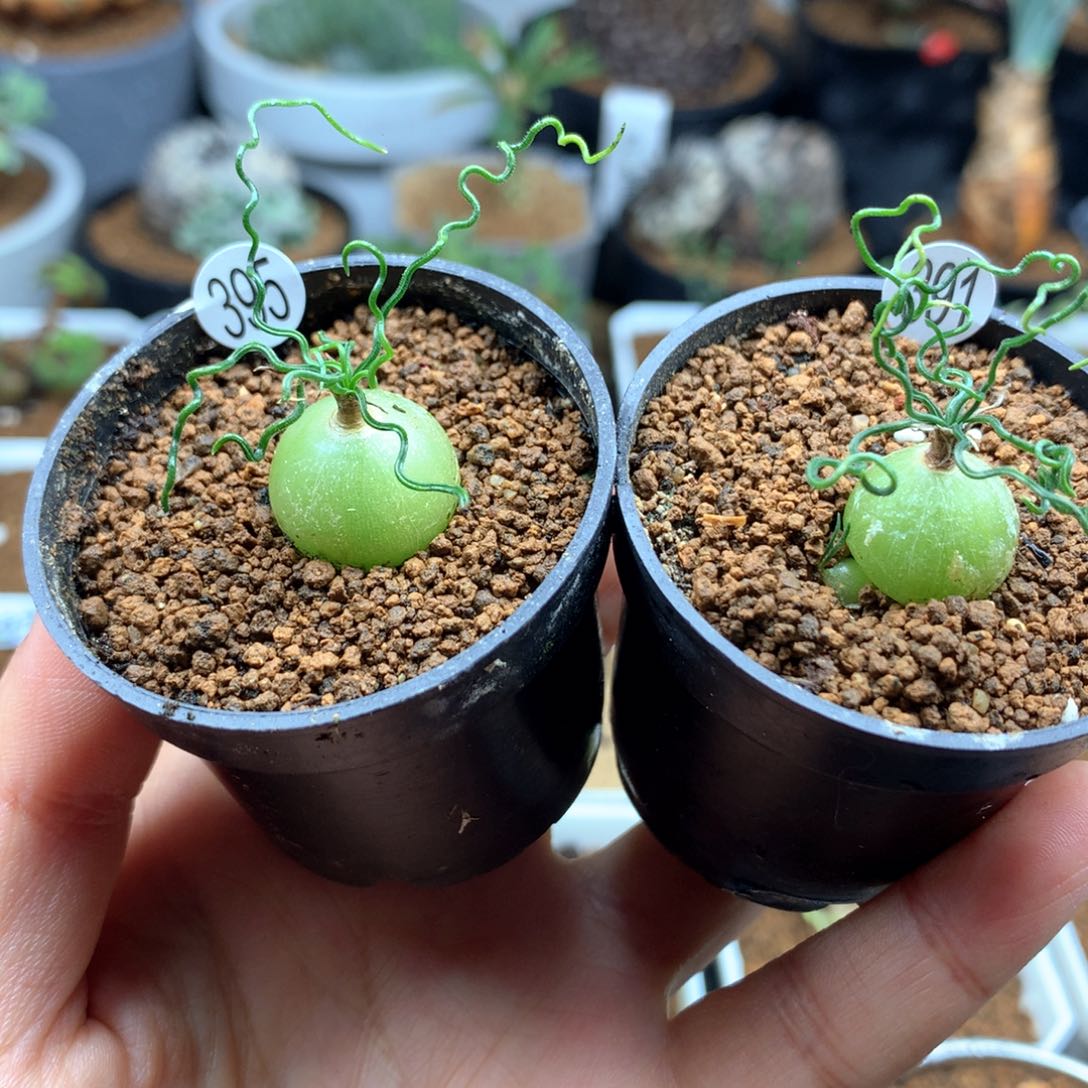 泰迪海葱带盆多肉