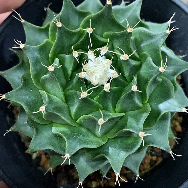 孤品实生完美品相大尤大帝冠7.5cm福利