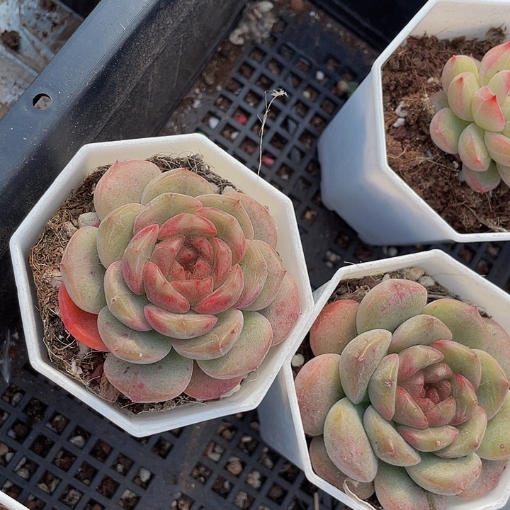 糖葫芦珍妮带盆土发