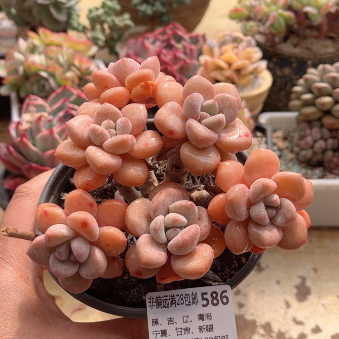 【闪购商品】586白露