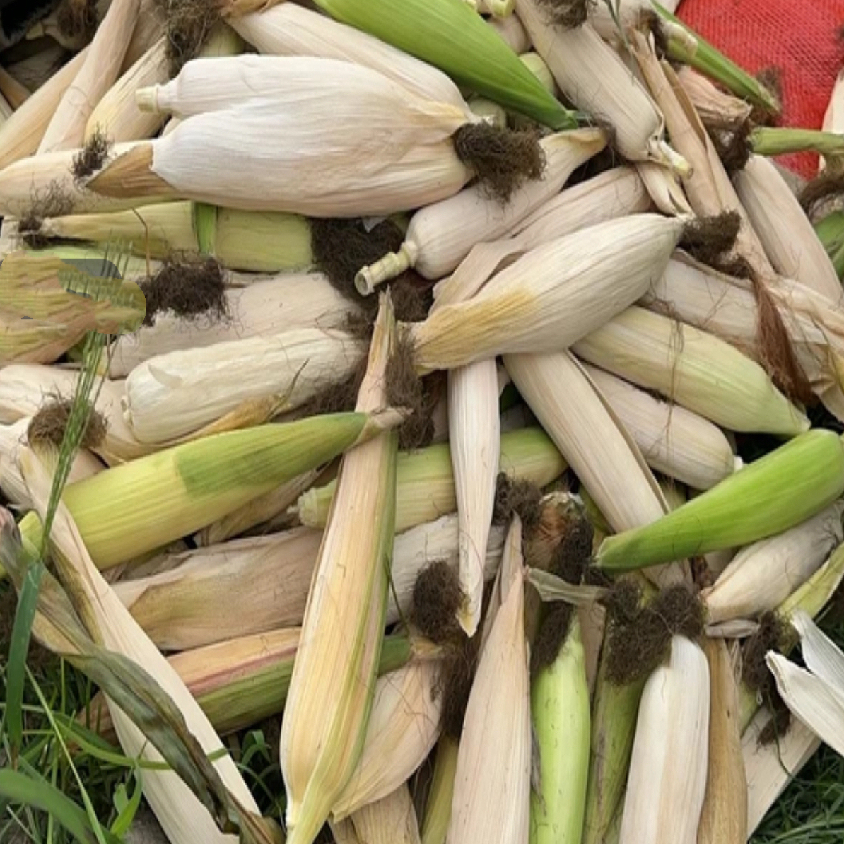 文玩玉米装饰品挂件 手把件 小礼品 29-200专拍网红时尚户外创意