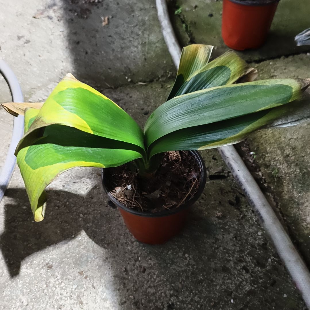 听***雨完全开放辉阳残叶特惠苗一颗