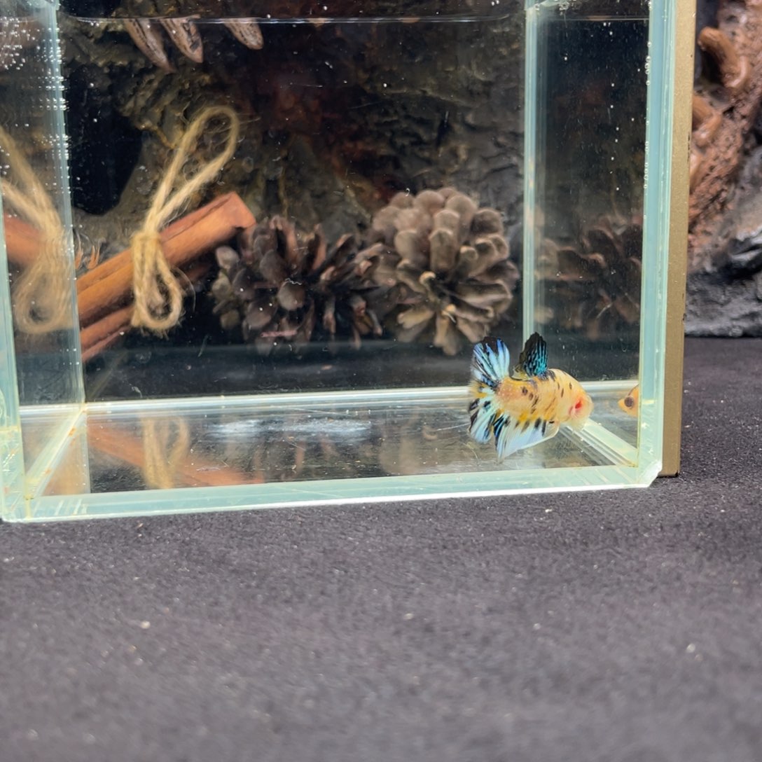 斗鱼十二月二十三日竞价