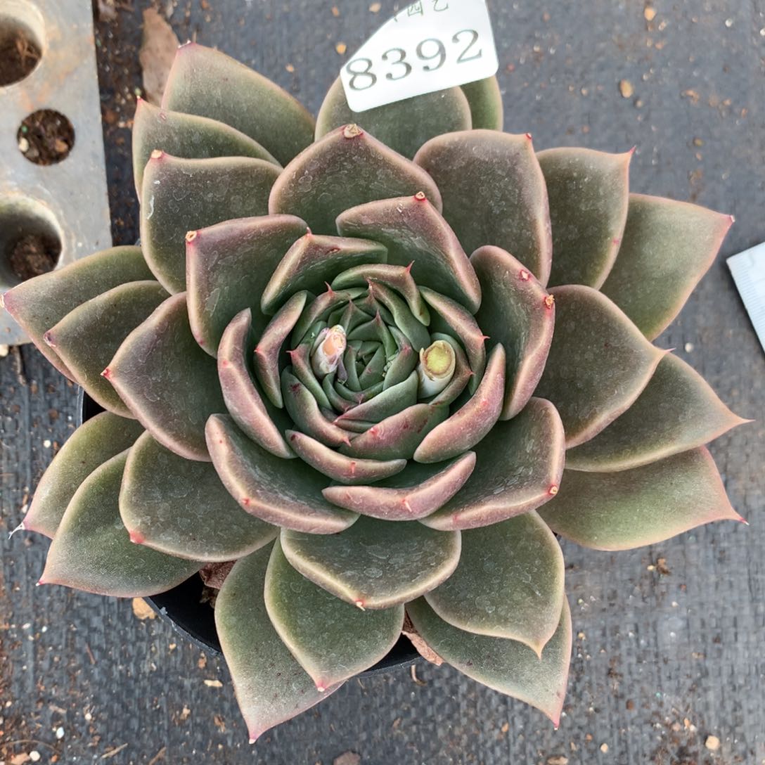 8392杂交多肉老桩