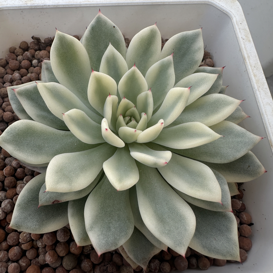 原始绿爪，多肉植物