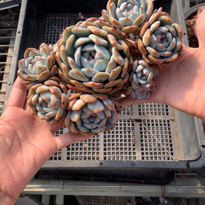 12720多头嗯嗯嗯嗯嗯嗯嗯好