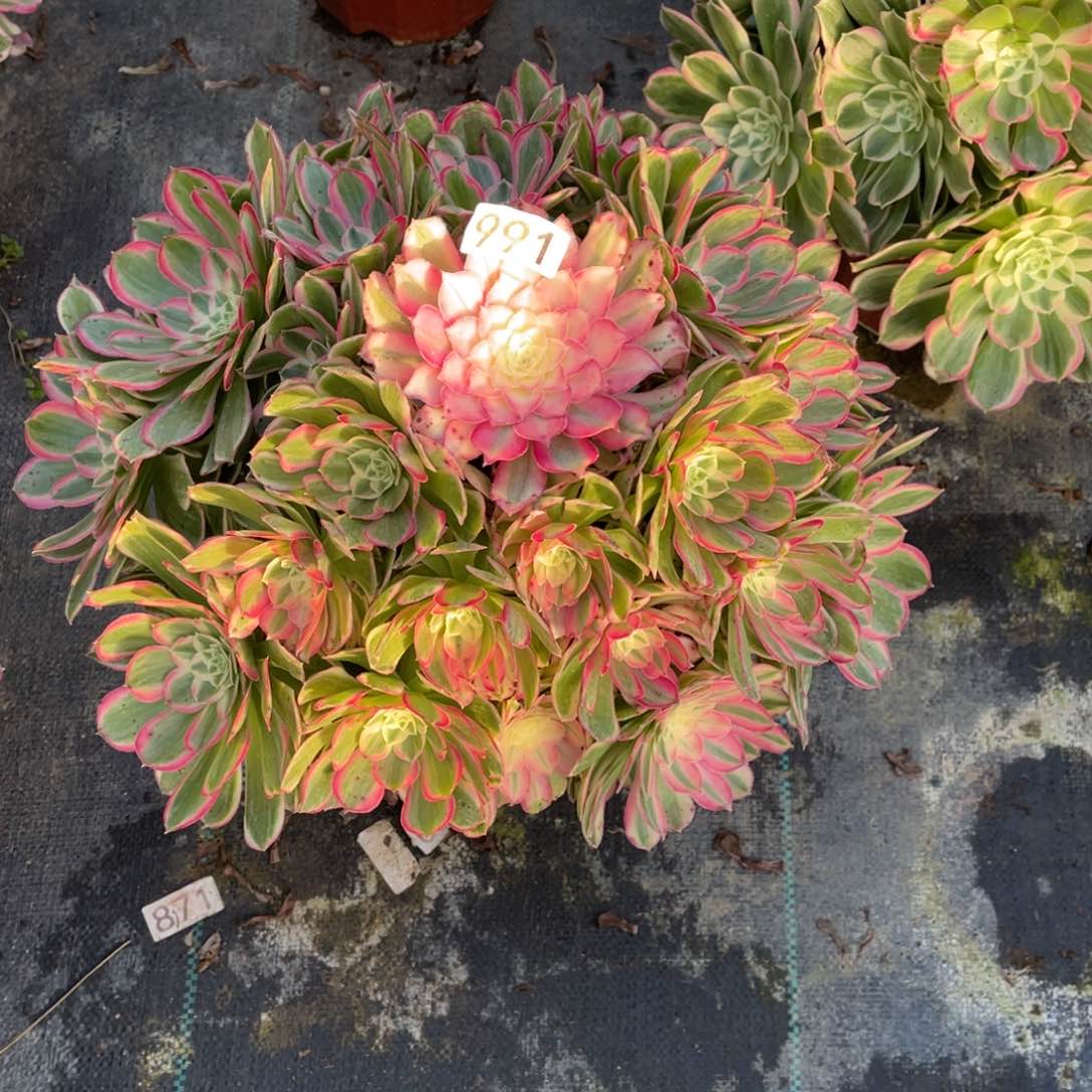 孔雀翎老桩法师锦