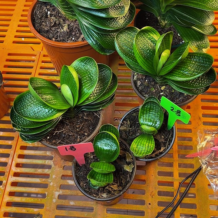 完全开放油麻娃娃