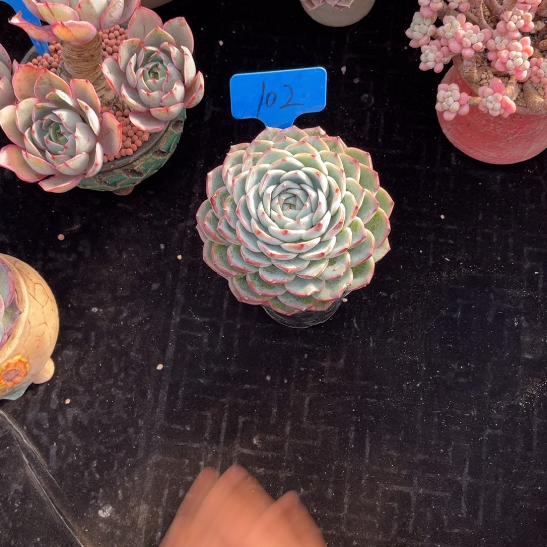 江*柔102法兰西玫瑰多肉