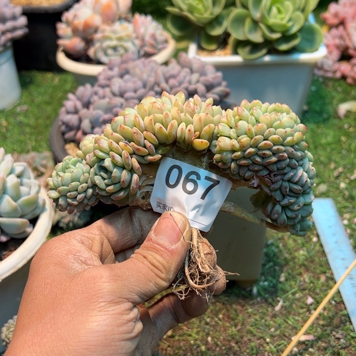 灵***熙然的多肉一味一派067