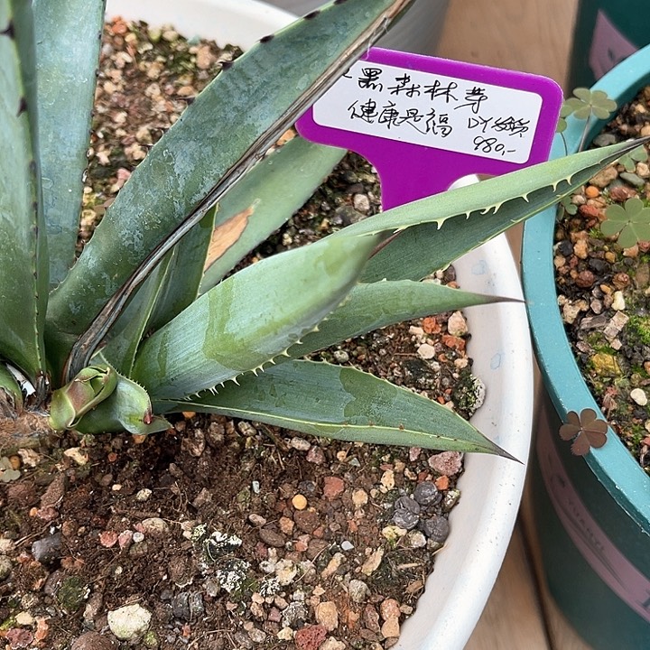 勋哥多肉黑森林芽