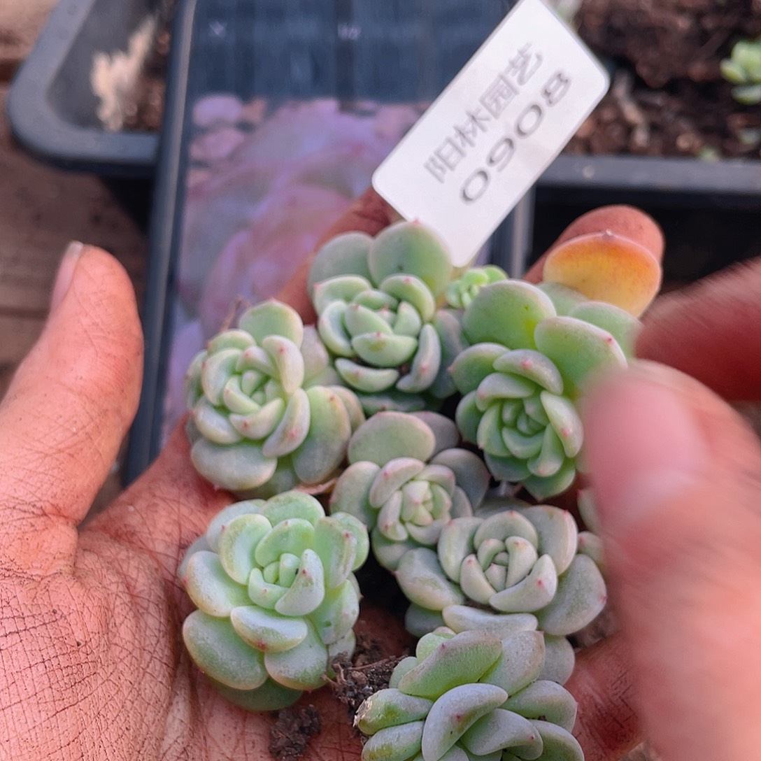 多肉植物多肉植物908