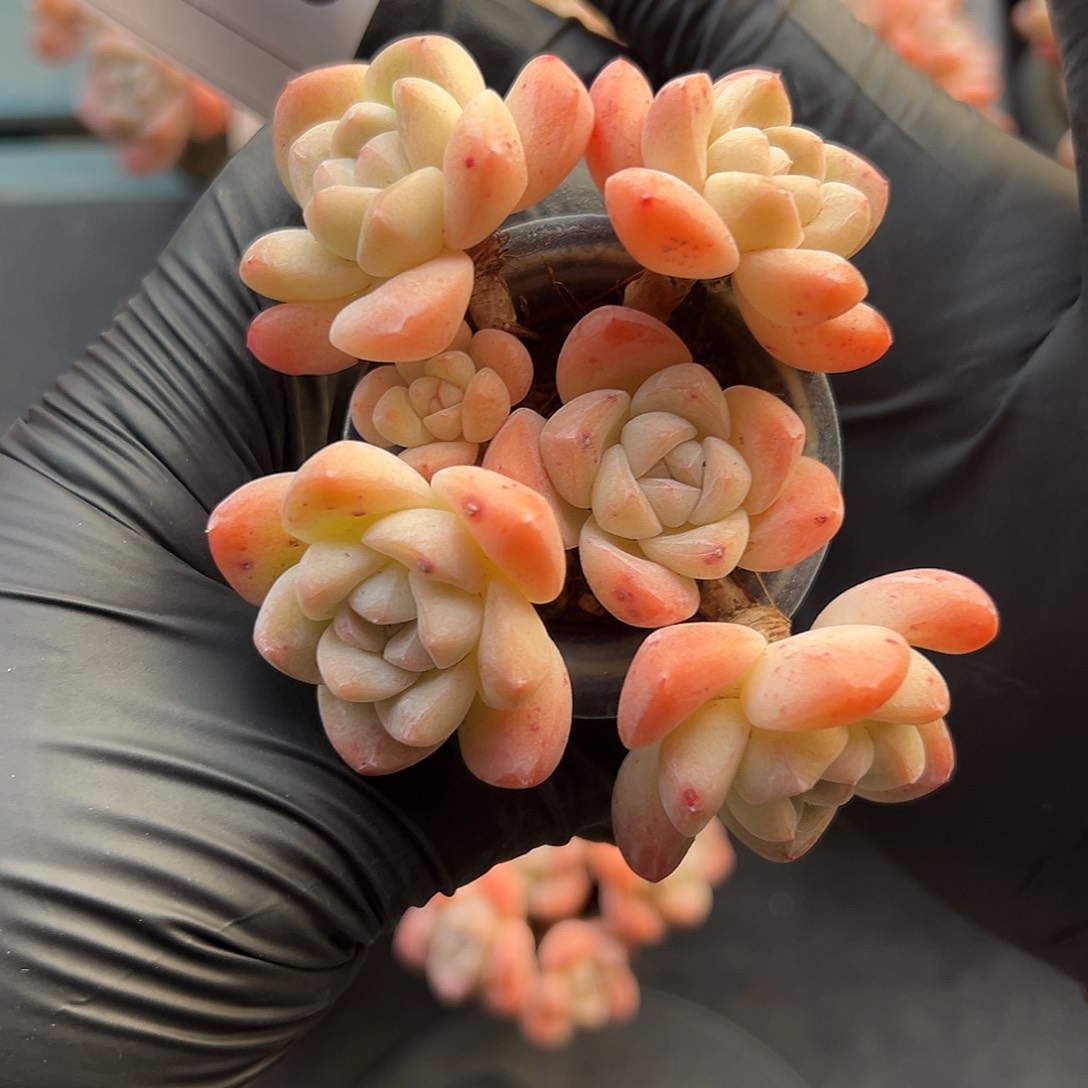 2920，六头冰玉带盆发的