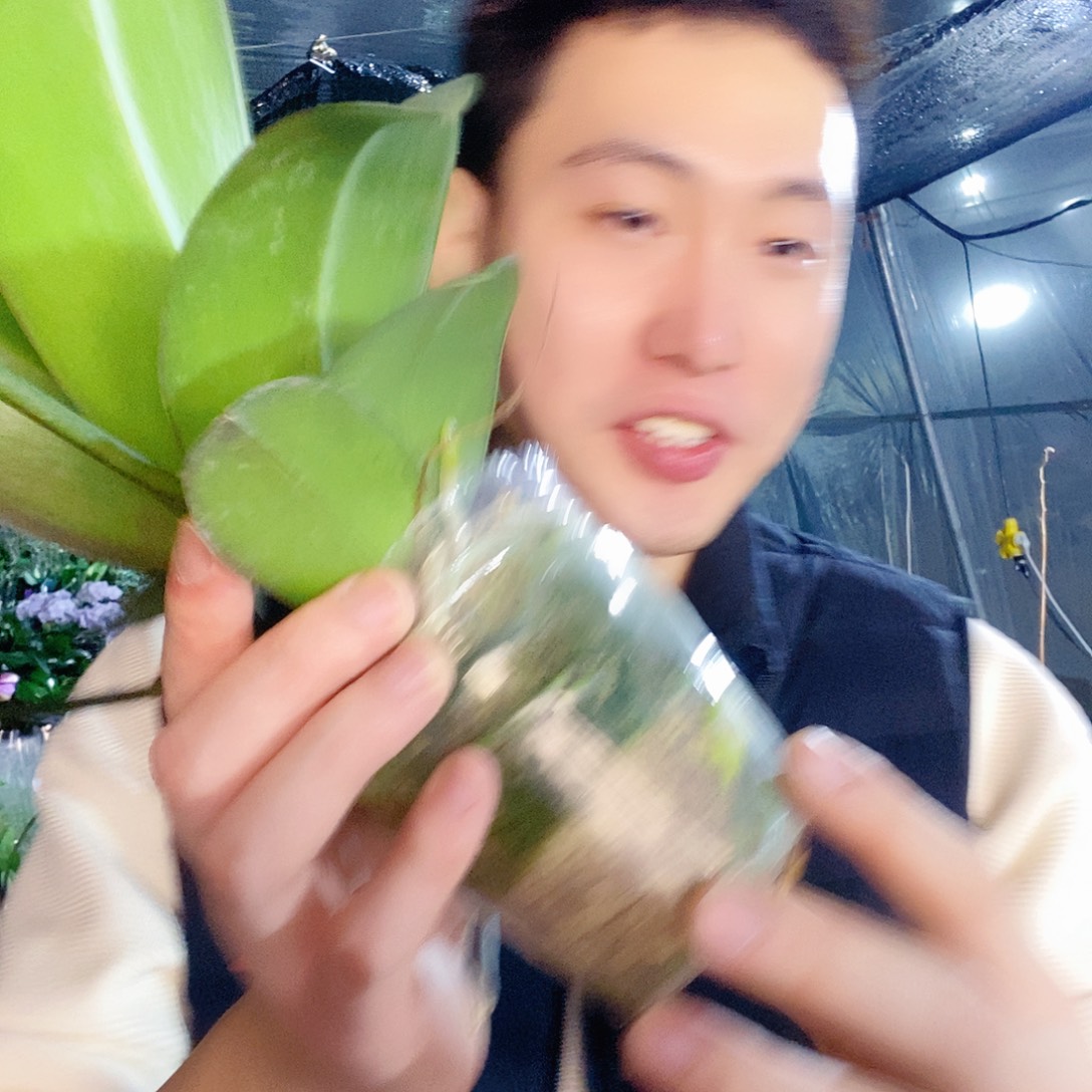 无花朵巧克力蝴蝶兰