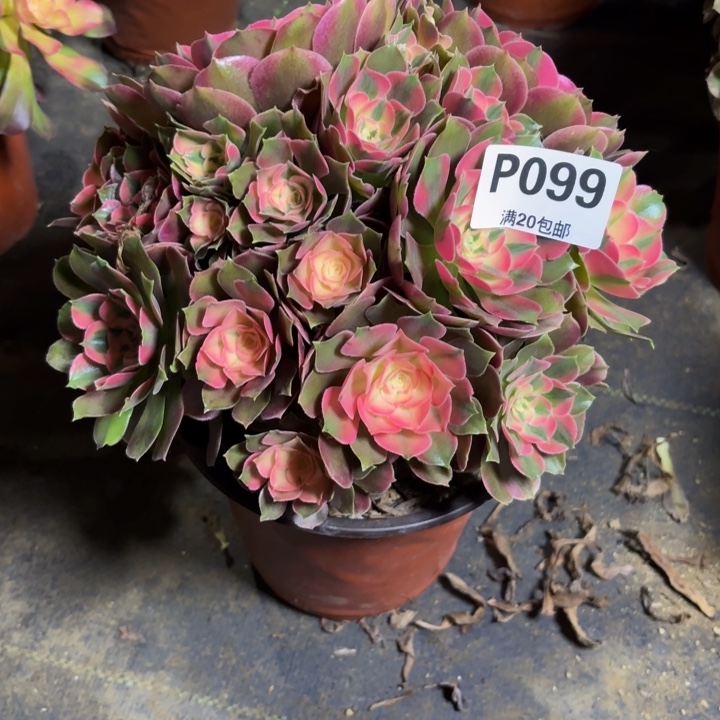 瑞妈，，。。。。099香妃，