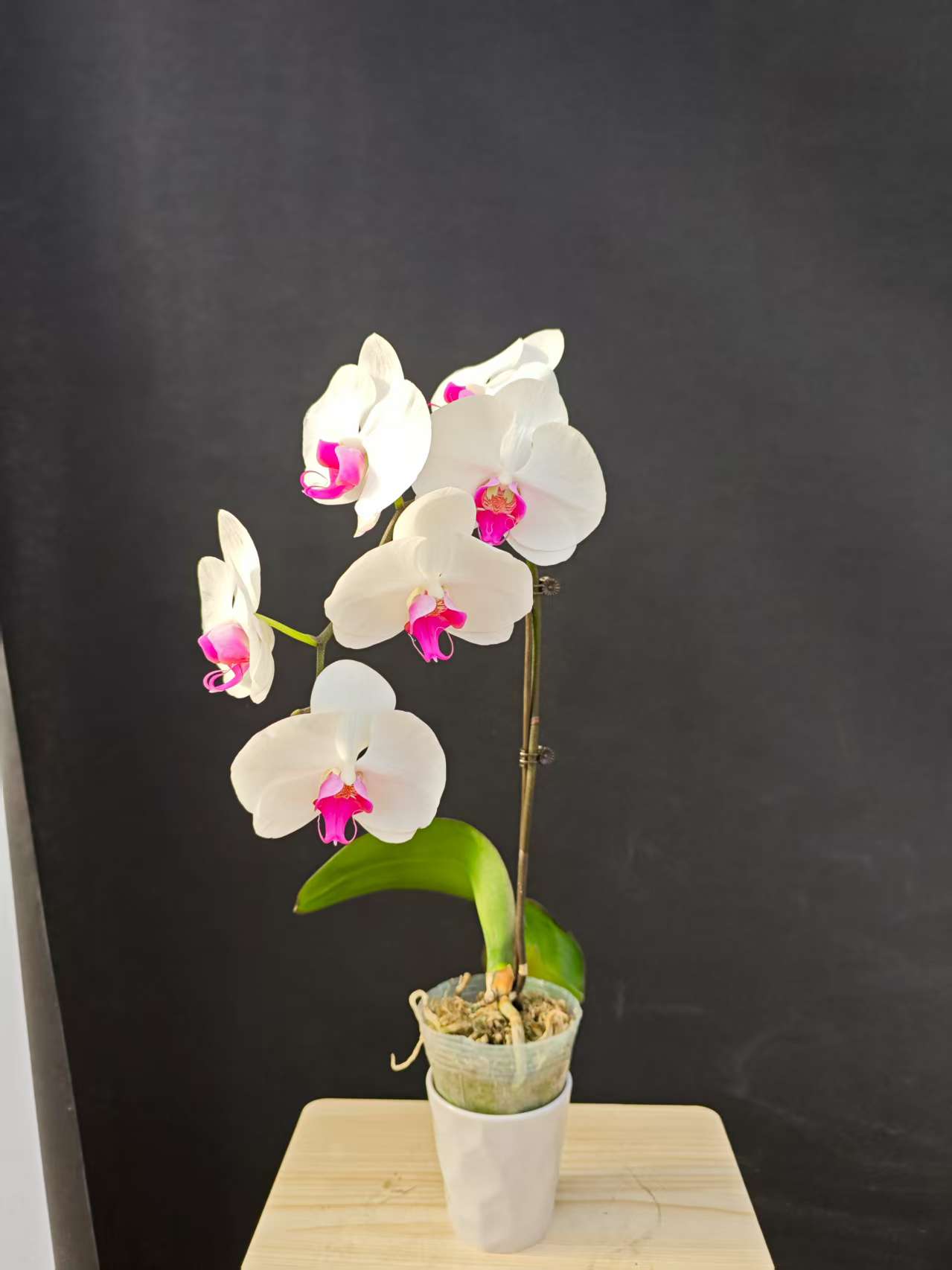 森境【牛记甜心】蝴蝶兰（全花状态）