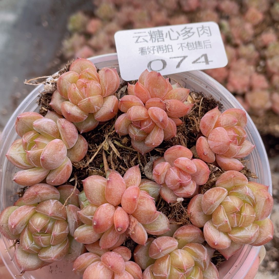 云糖心多肉植物74