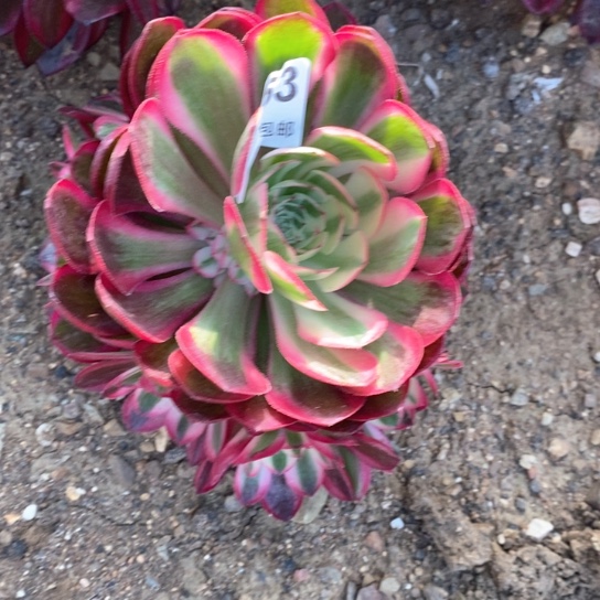 853倾城多肉植物