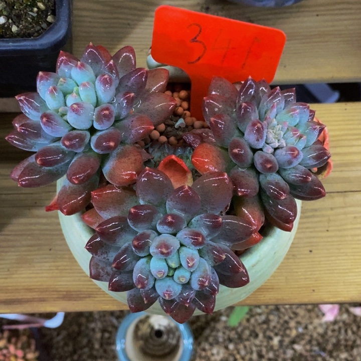 这么多事要等下星期