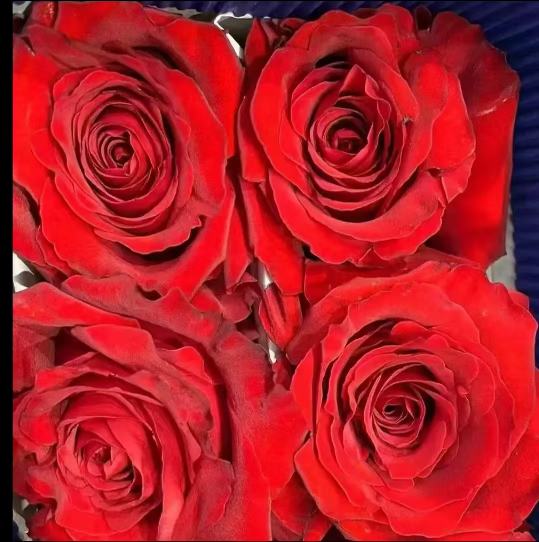 放射线  新品根接大苗四季灌木月季