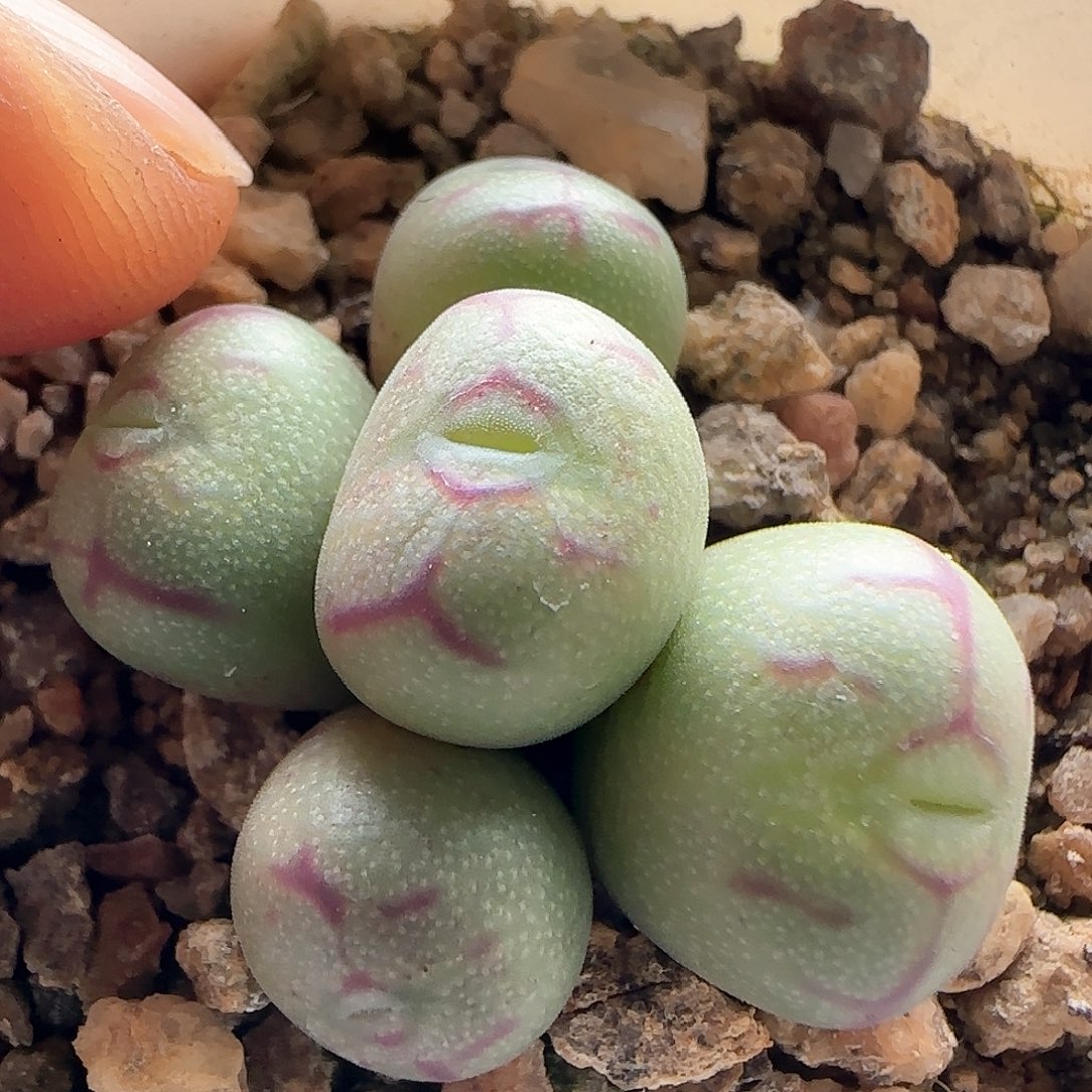 脱土发货哦25199