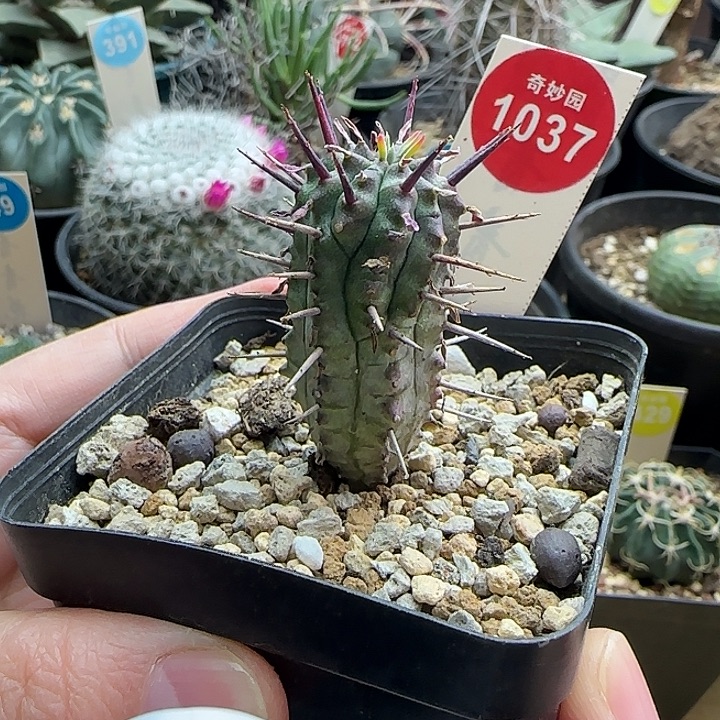 实生猛刺大戟一棵