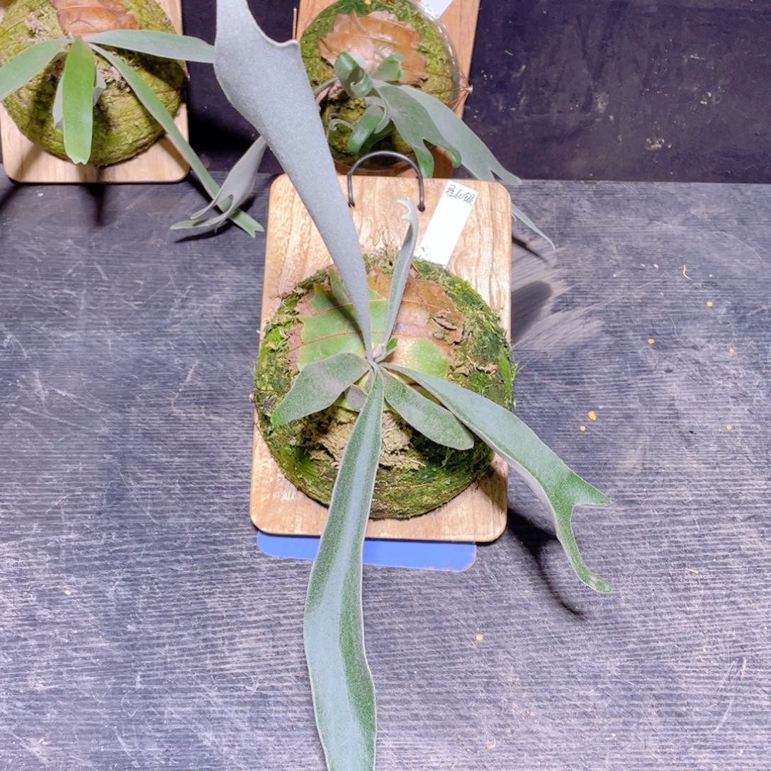 完全开放004冠60银