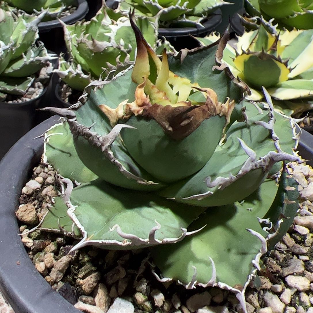 c***j凯撒龙舌兰仁王冠