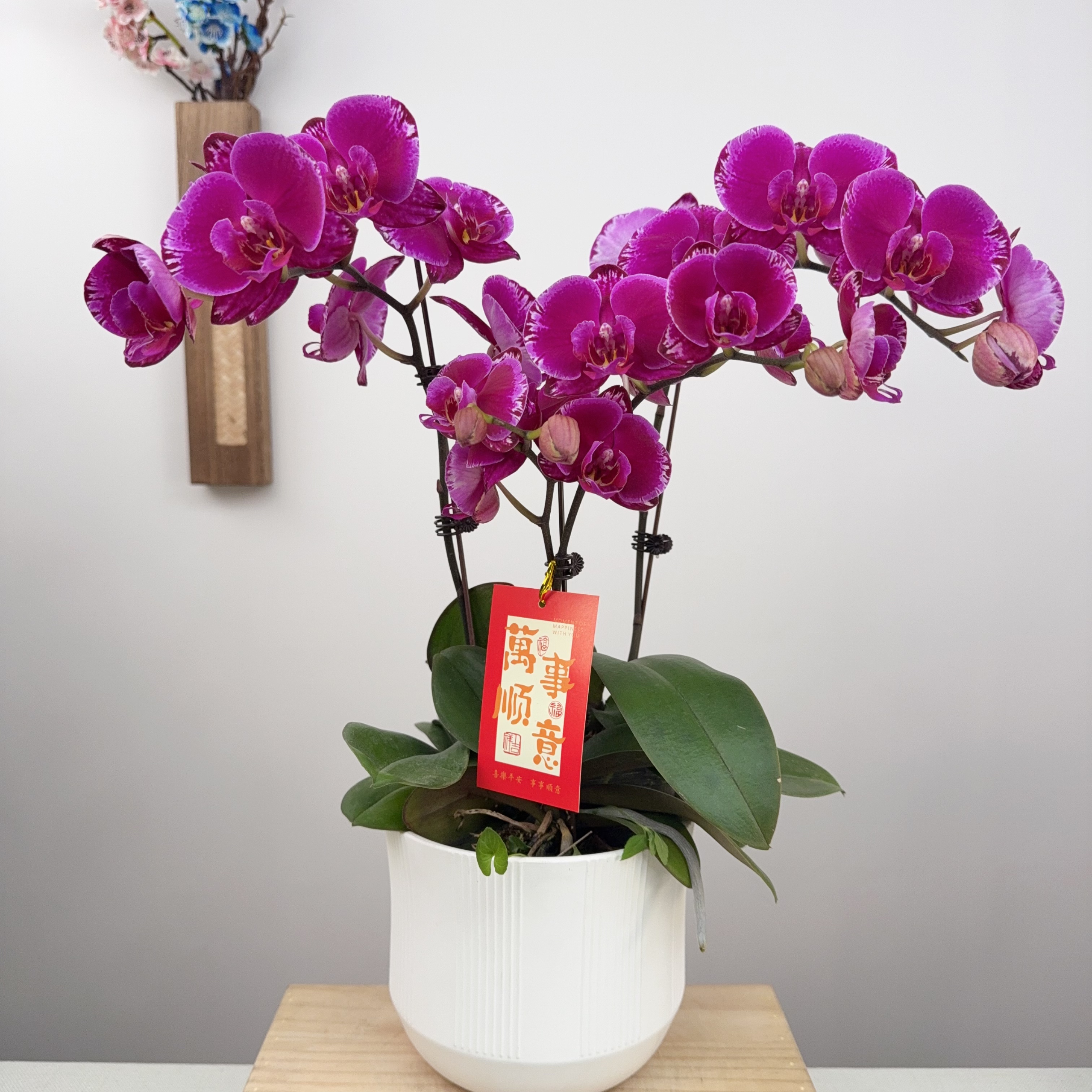 【双星光芒01】蝴蝶兰室内花卉花卉盆栽室内花期超长佛山基地批发直播次日达