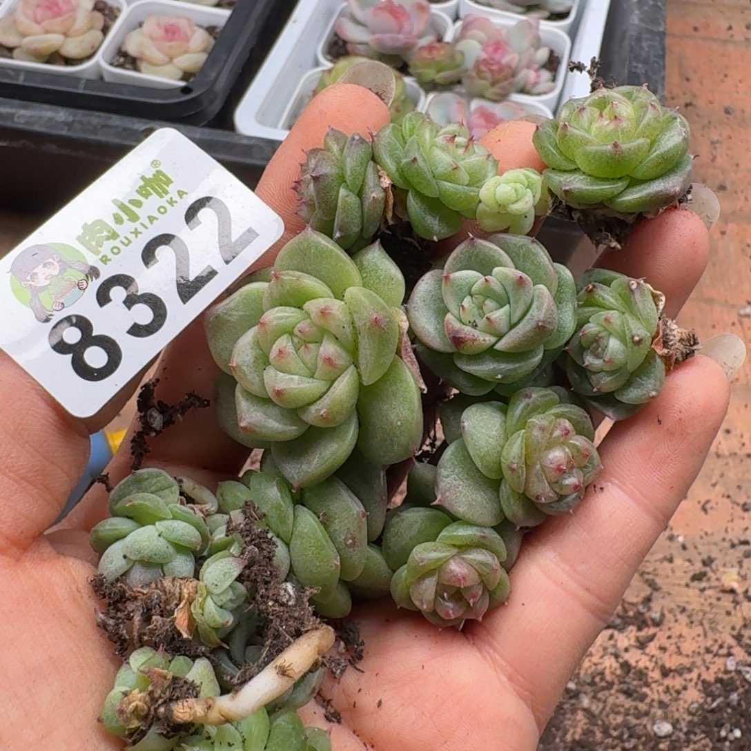 枫***站多肉植物多肉植物