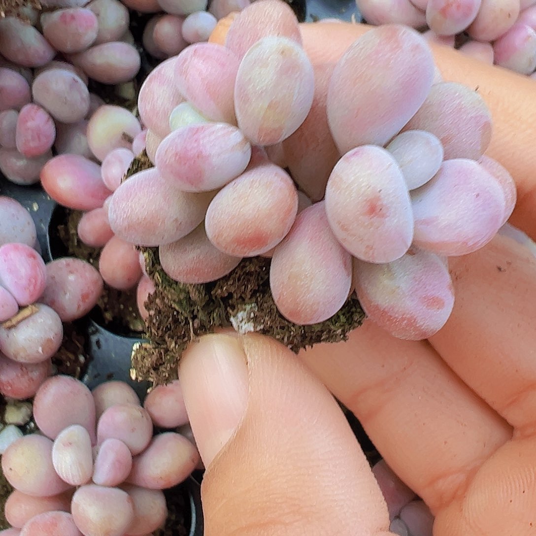 双头糖果桃蛋苗5颗