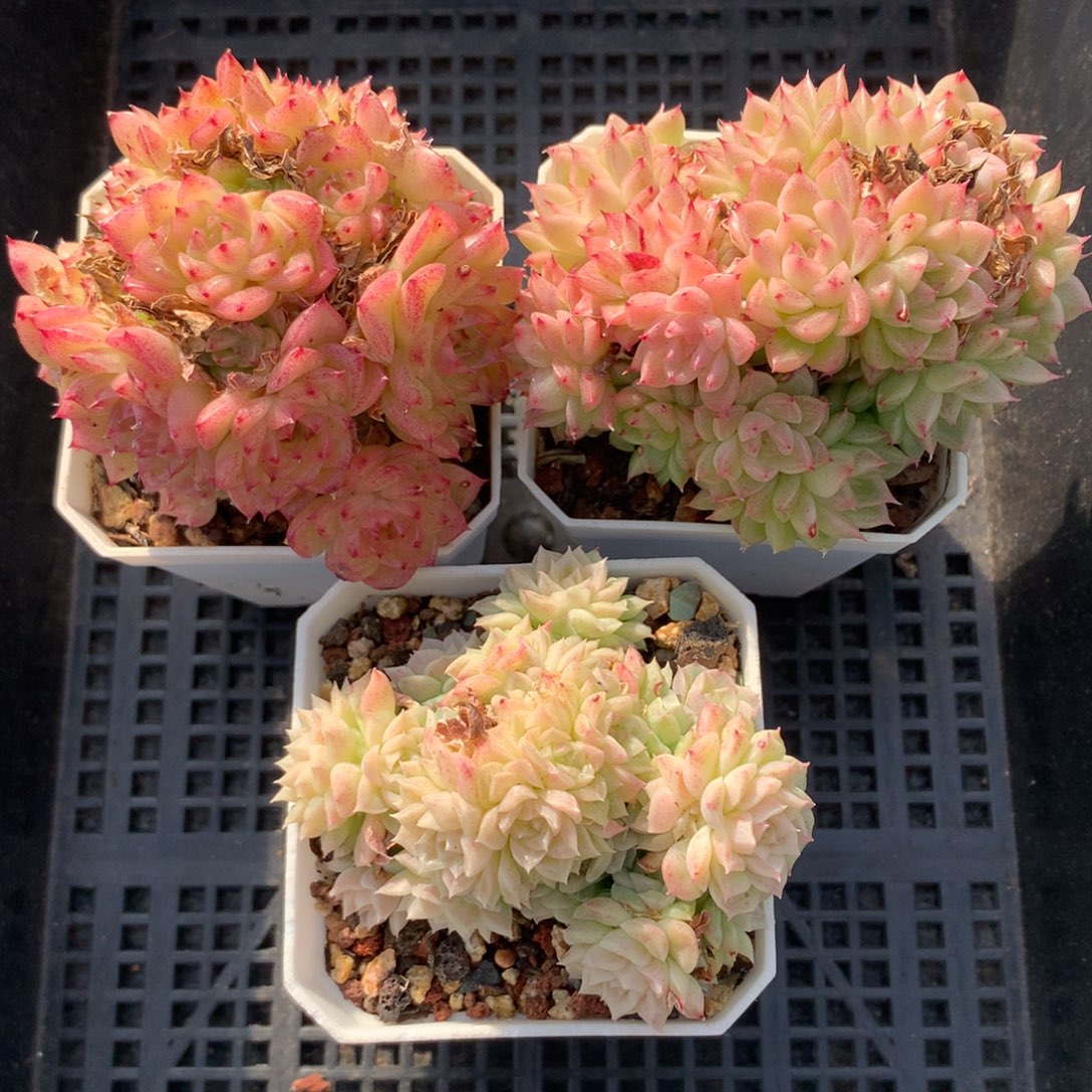 1209-24 套餐一组