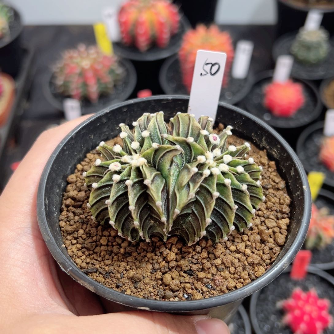 双生肋骨缀化——（默认脱土发货）