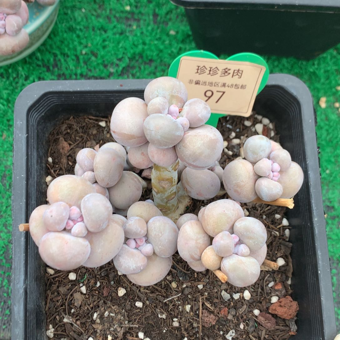 烟美人老桩无砍97
