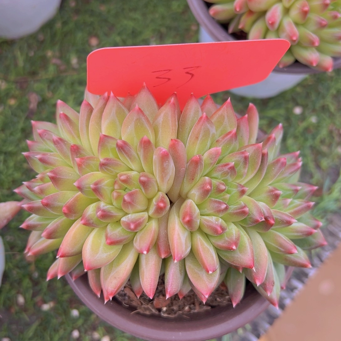 香玉的故事是一个人的故事