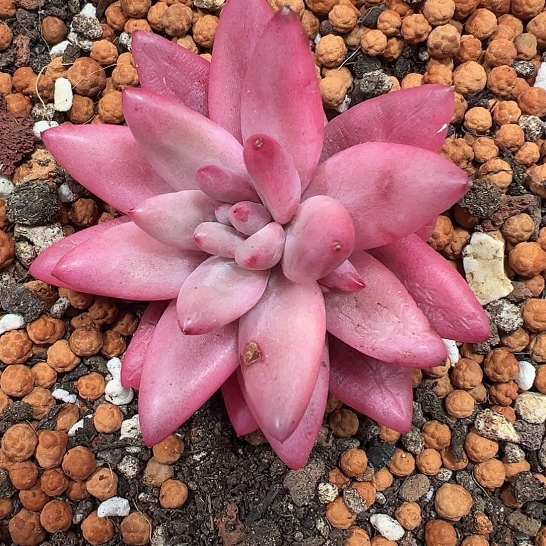 蜜桃波波锦多肉植物