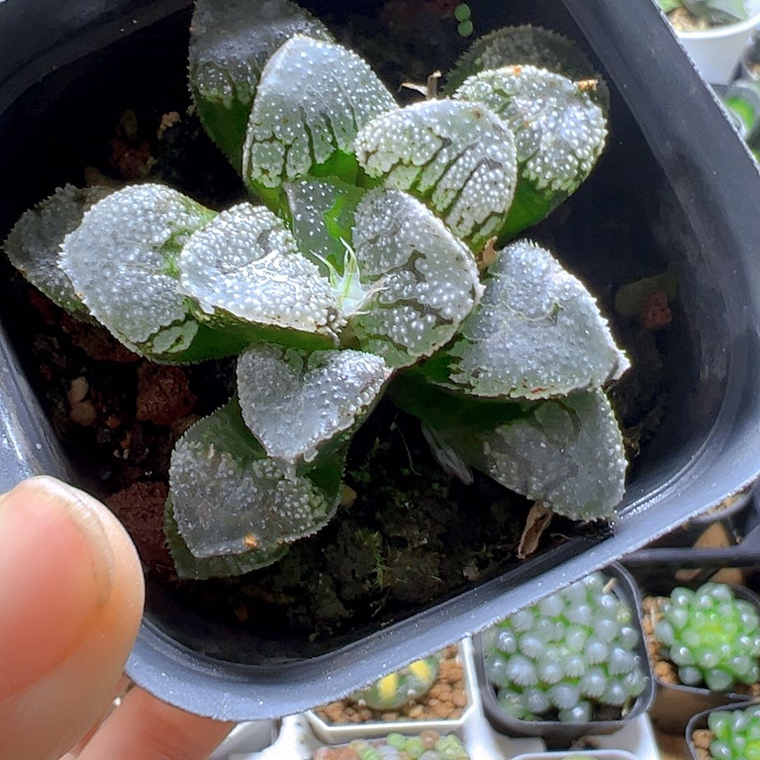 魔多寿多肉多肉多肉一颗