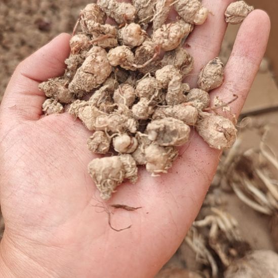 雾冰玉盲盒，5颗一起发