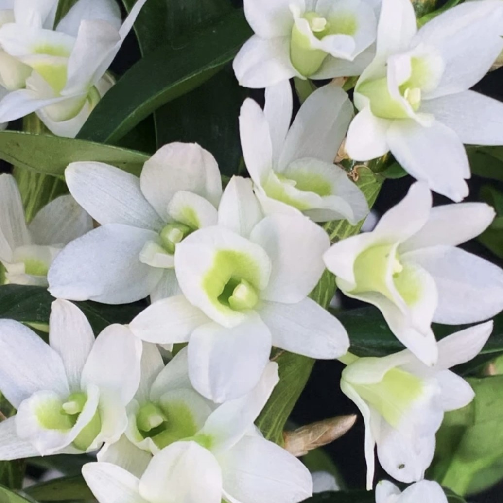 【春石斛｜玉素】带花苞花条原盆原土室内好养开花盆栽花卉