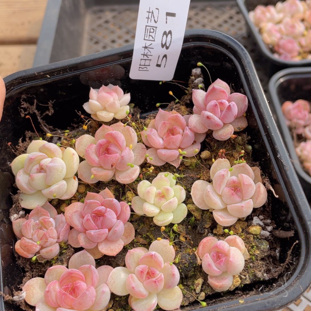 多肉植物多肉植物581