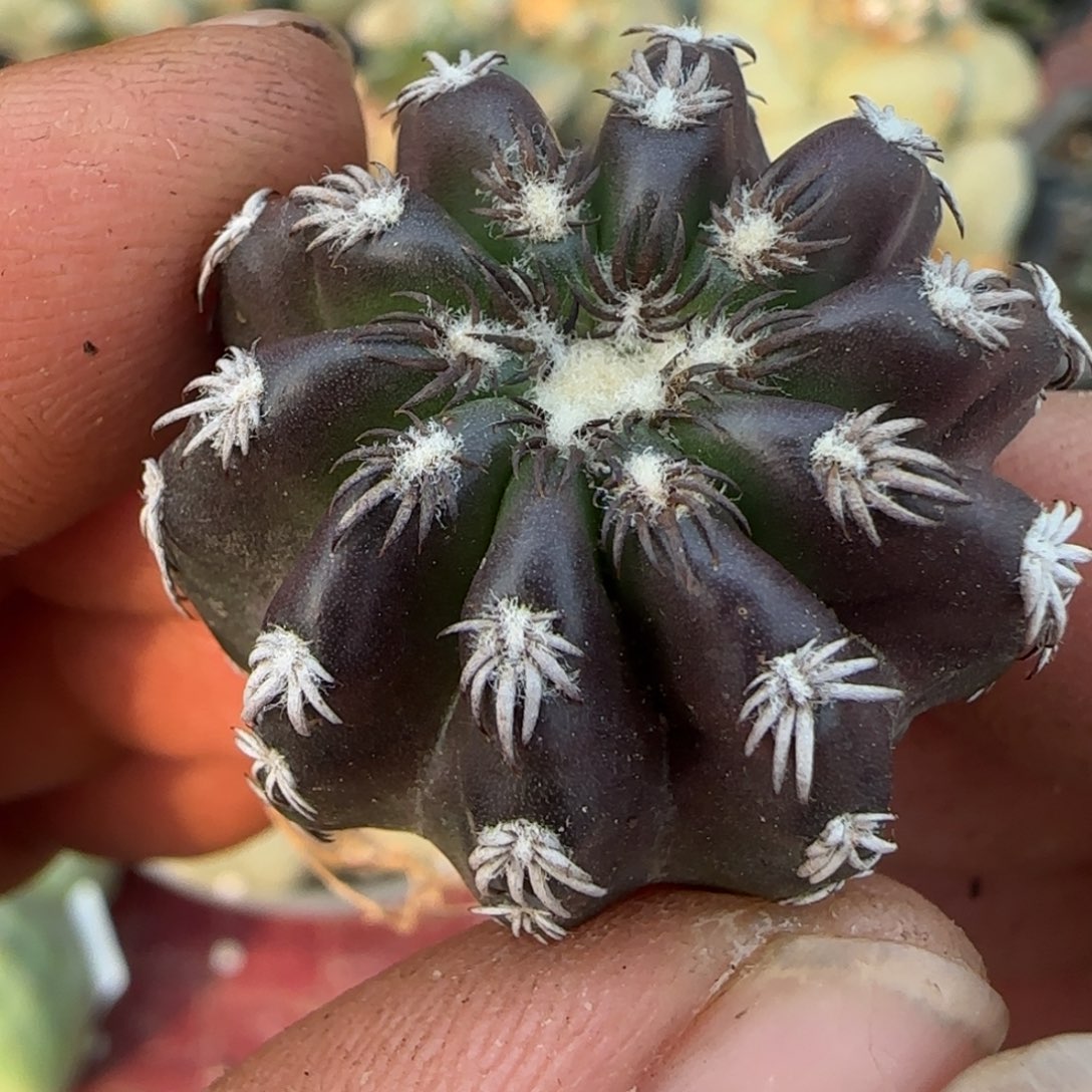 无花朵实生4年奇特猫爪