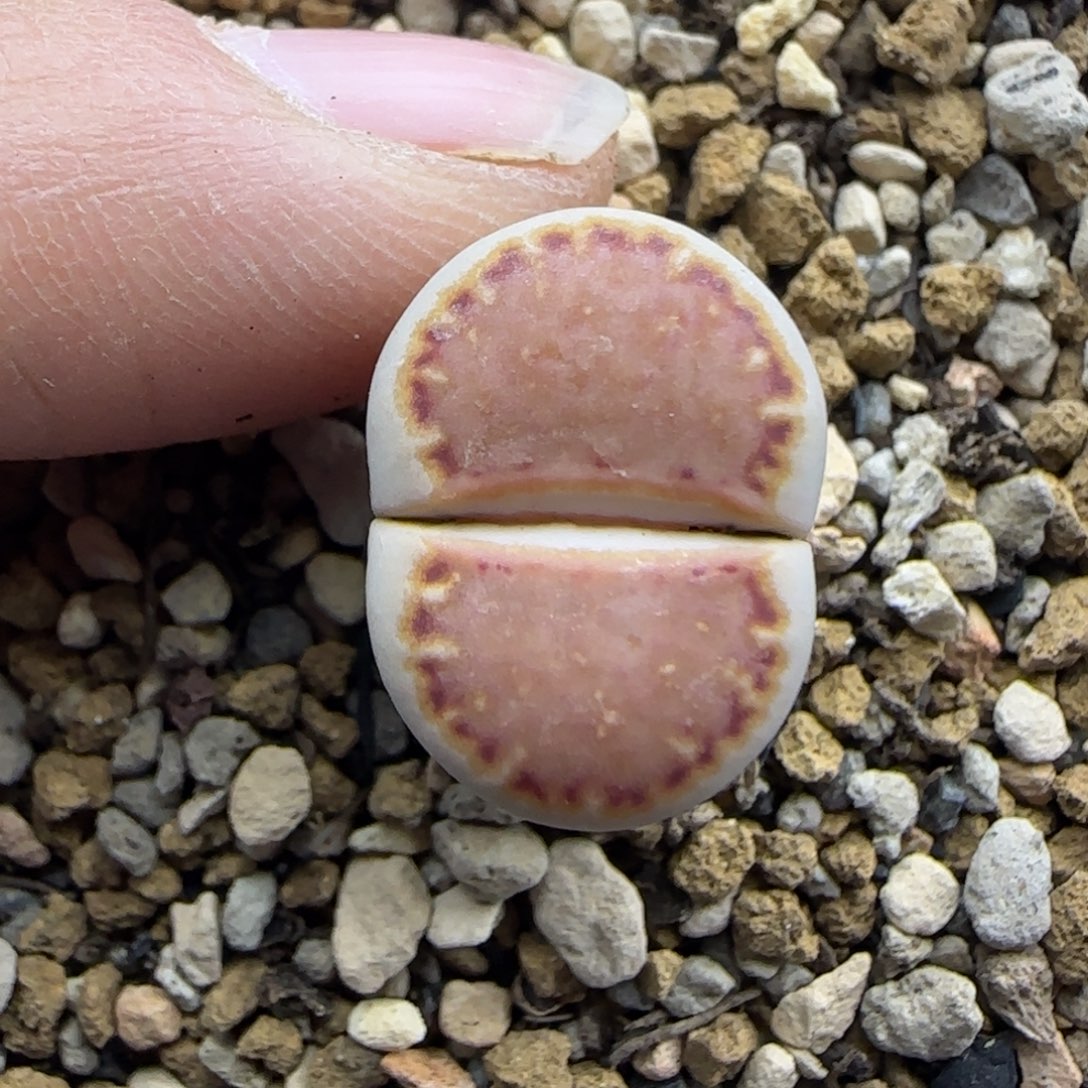 饼干218 清框福利30包邮