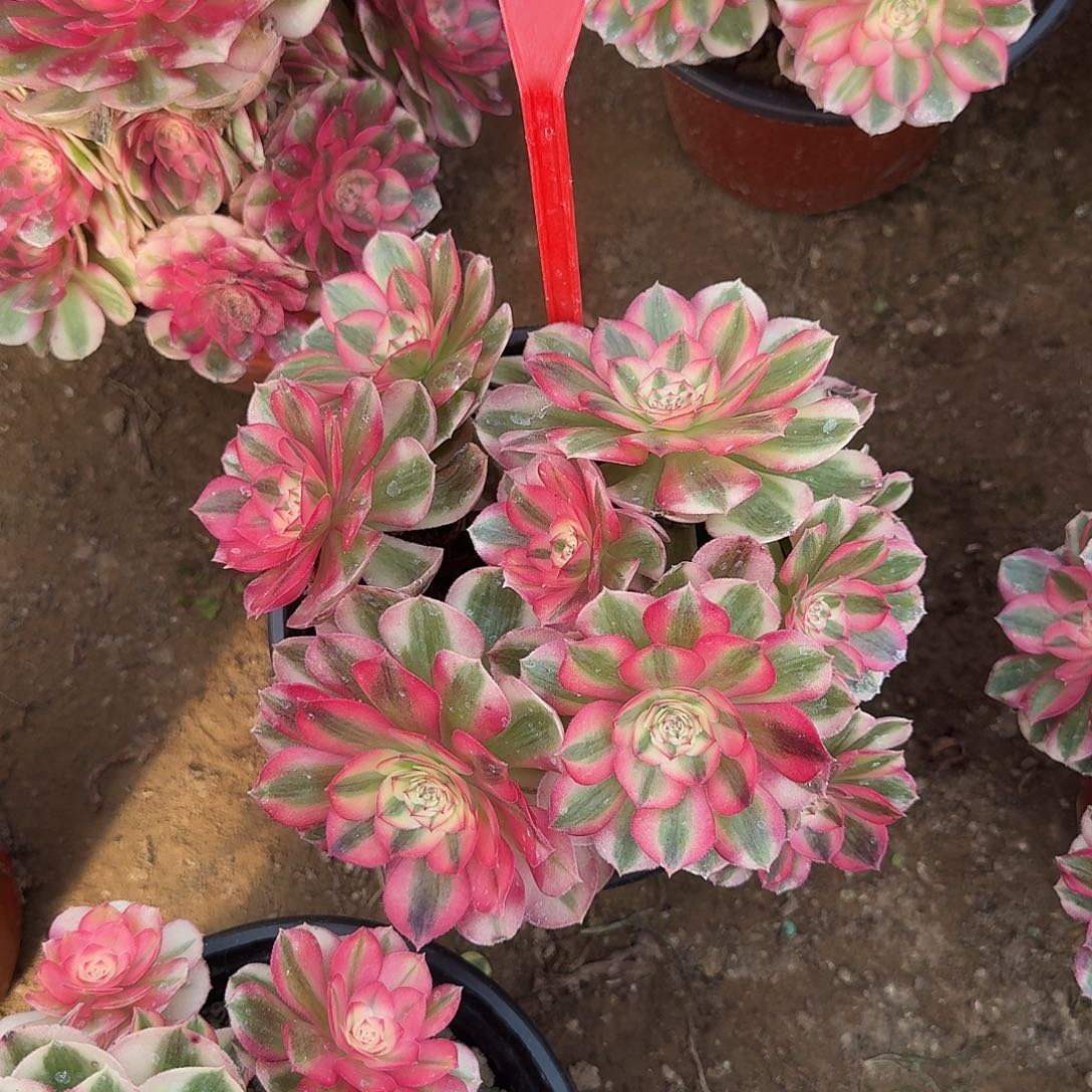 4106倾城多肉法师