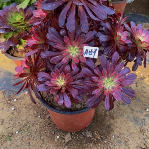 红覆轮多肉植物159多肉植物