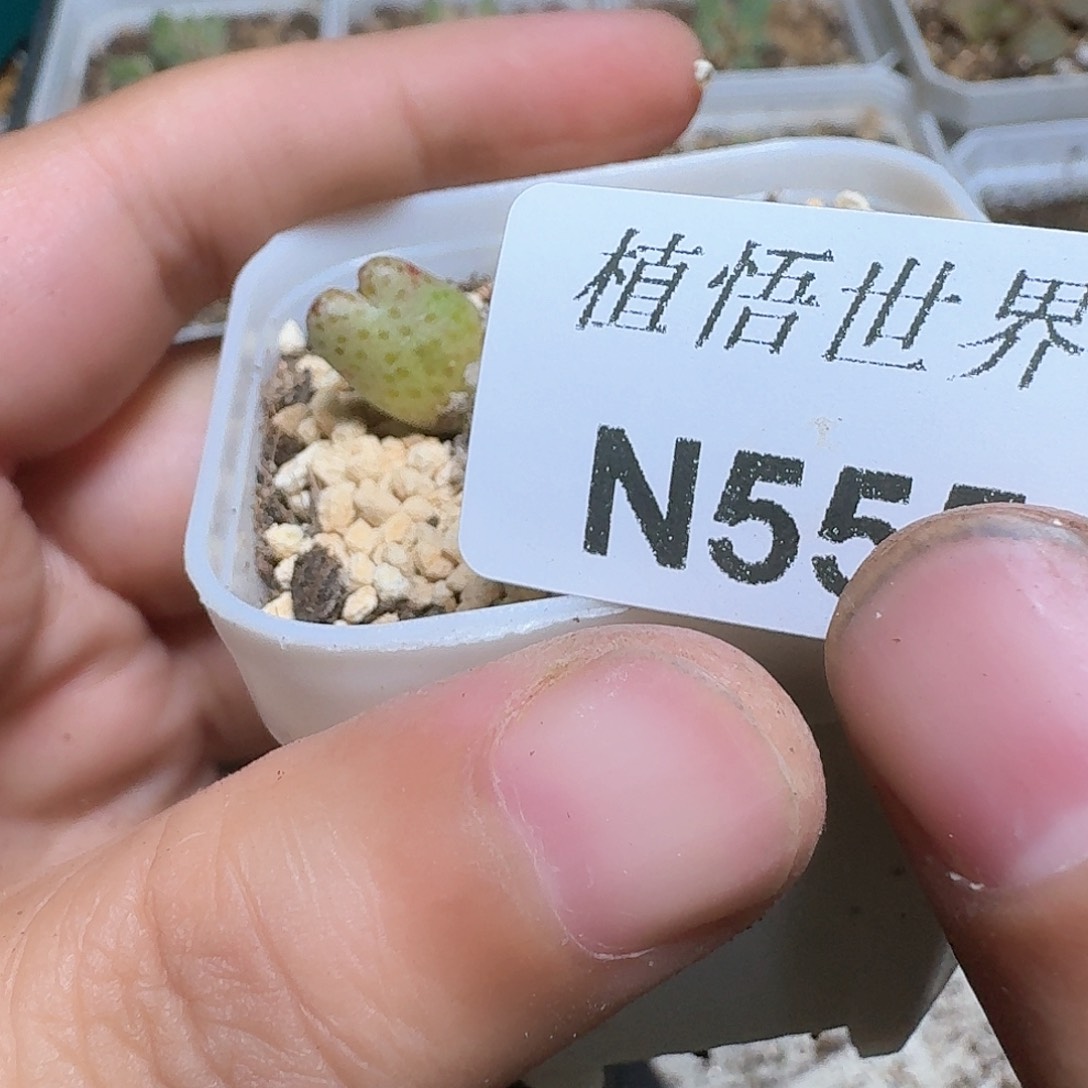 555号的植物哇f f g g