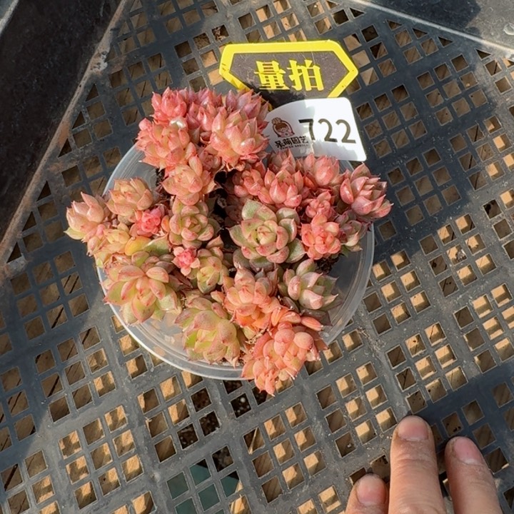 多肉植物多肉植物