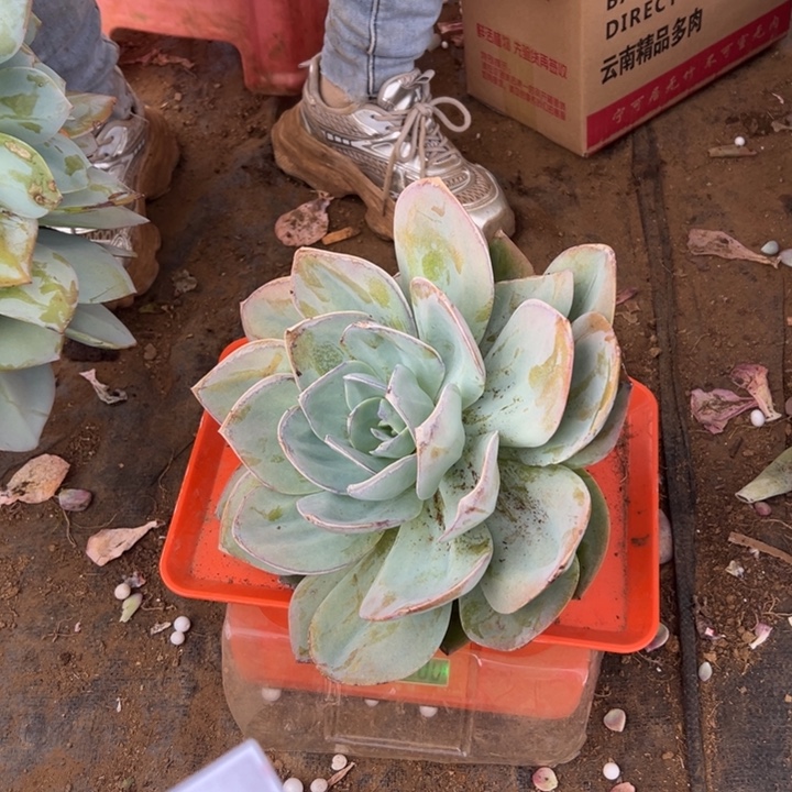 朵***朵地栽白凤叶片冻伤杆子瑕疵包邮不包损