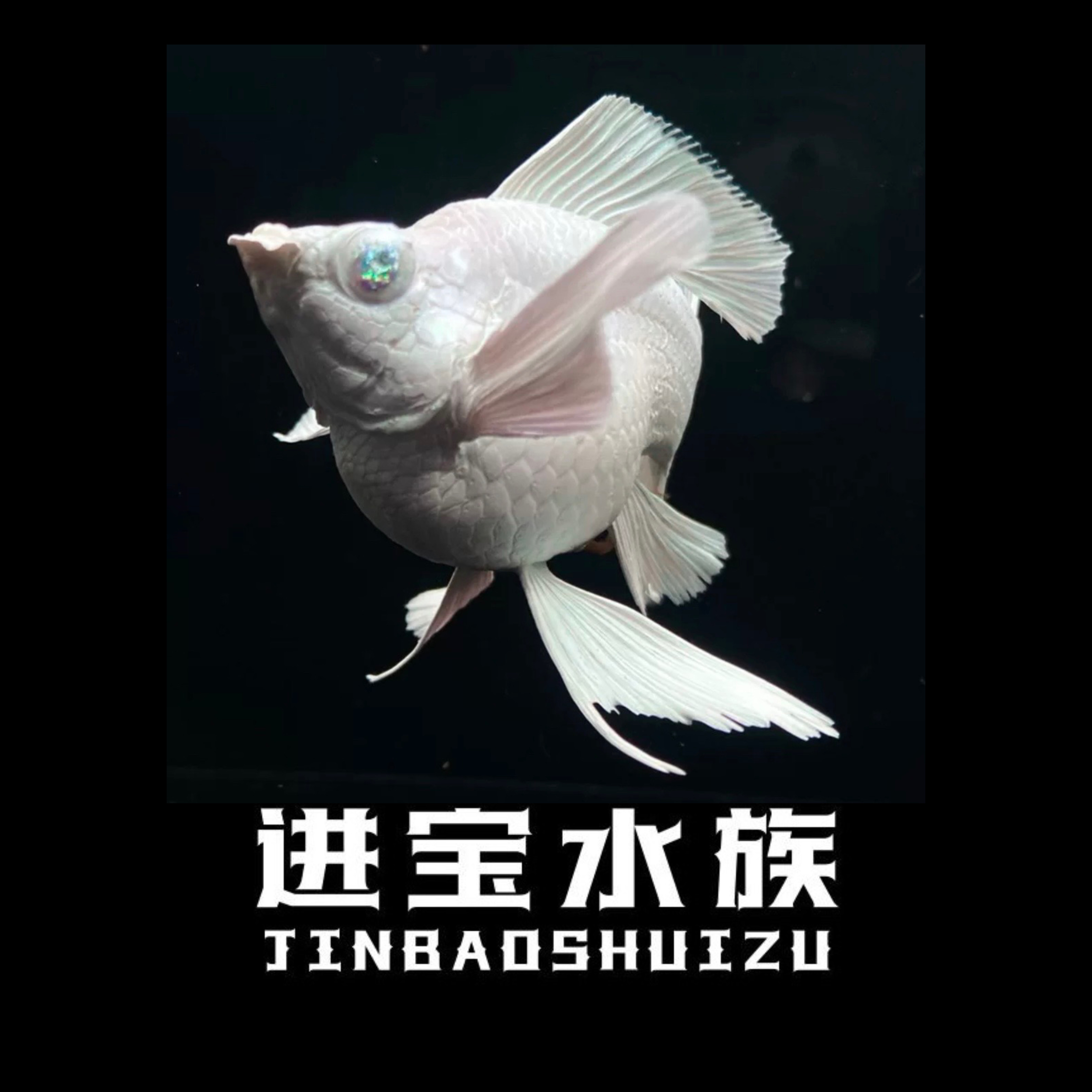 钻石眼玛丽球鱼 进宝水族直播间链接 直播间现场挑选品种及品相  