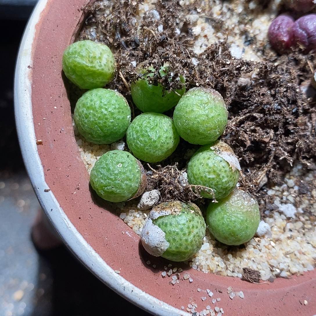 一颗单头玉米。    